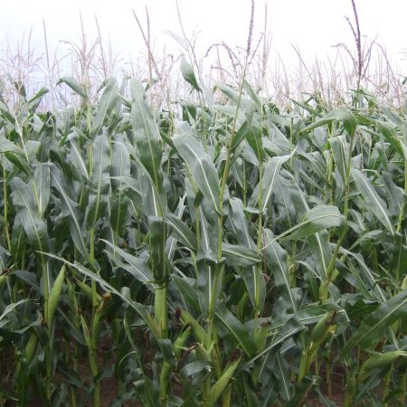 Outside wind in corn field