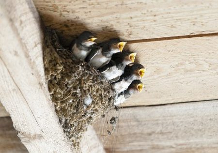swallows-nest